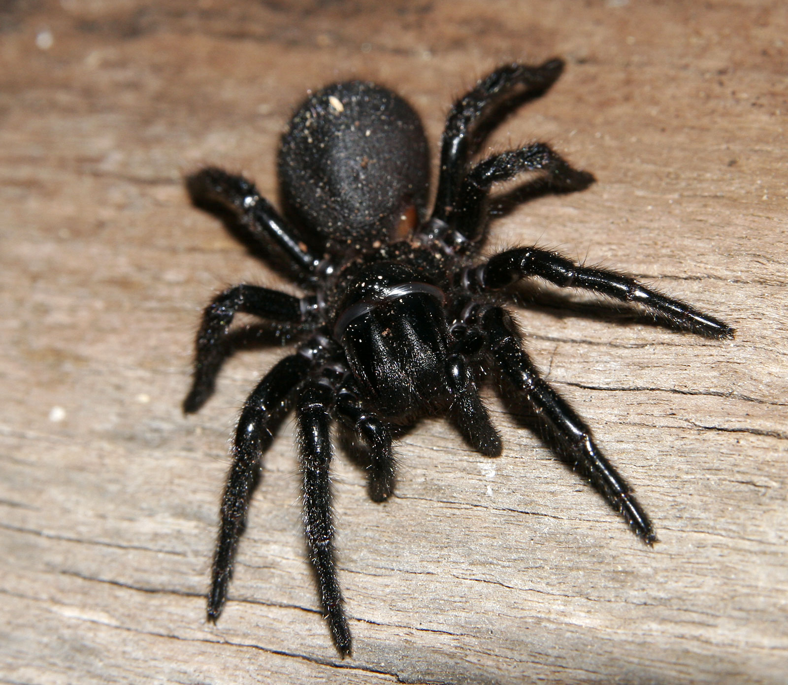 Top 10 Most Poisonous Spiders in The Whole World | TopTeny.com