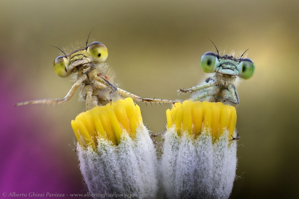 Top 10 Best Macro Photographers In The World