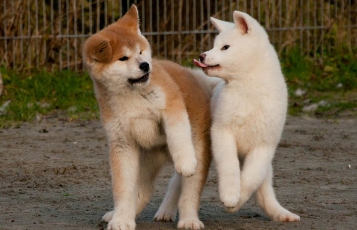 Akita-Inu-Puppies-Cute