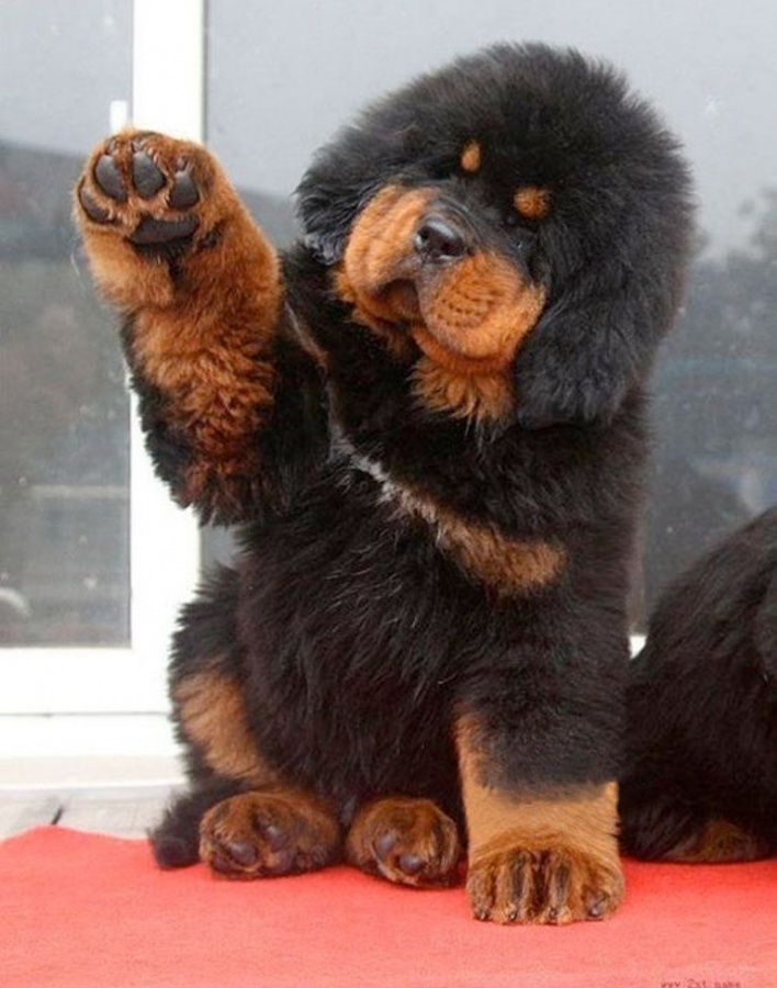 Tibetan-Mastiff-Puppies