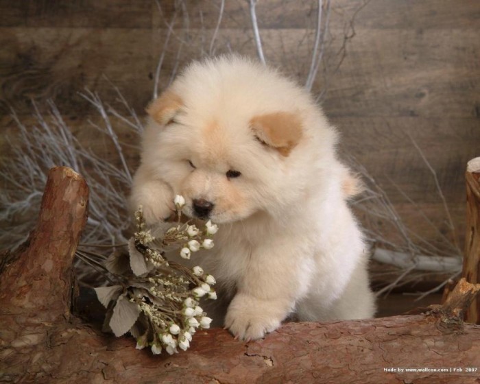 chow-chow-puppy-wallpapers
