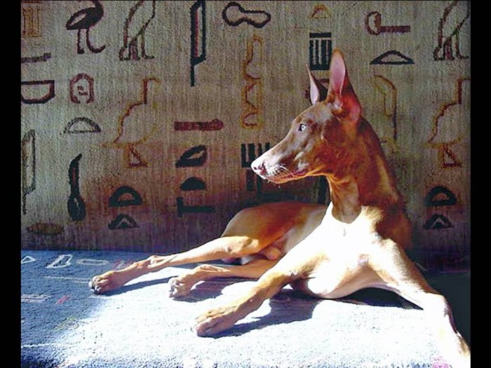 pharaoh_hound
