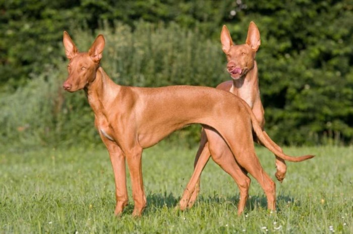 pharoah-hound-guard-dog