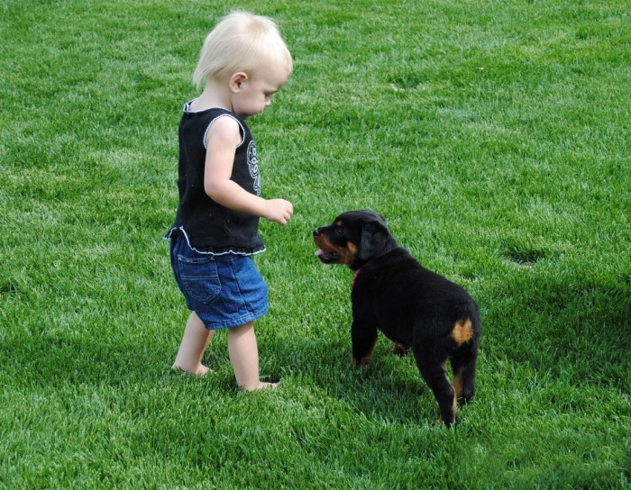 rottweiler-puppy-with-baby