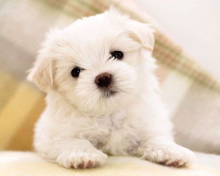 poodle puppies wallpaper hd