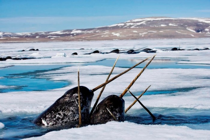 1-narwhals-come-up-in-seal-holes-paul-nicklen