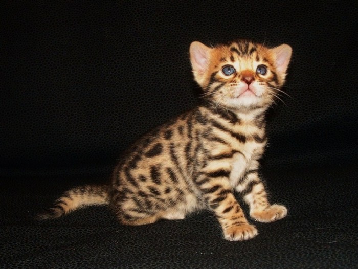 Bengal cat - Kitten-4-1024x770