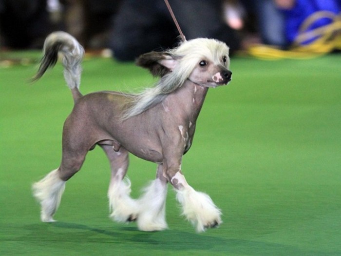 Chinese Crested Hairless,pets, Dogs, pet, dog,