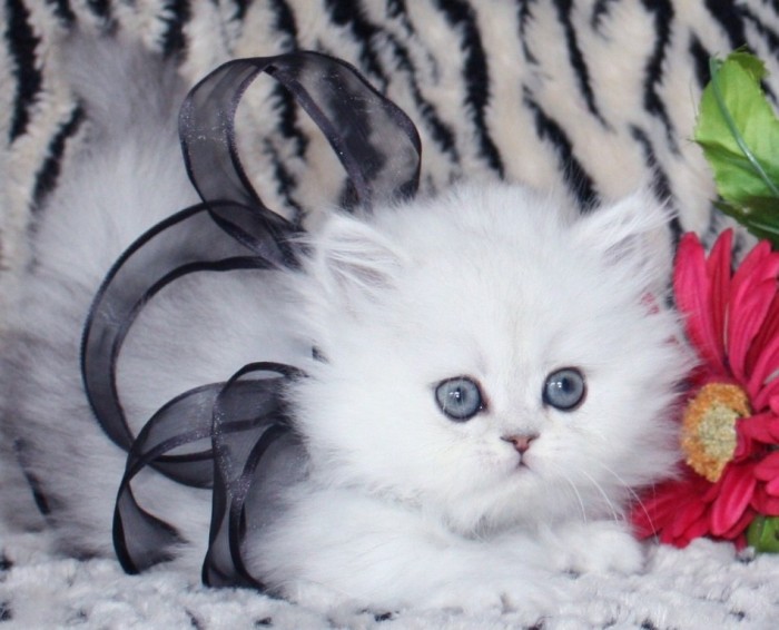 Shaded-silver-teacup-persian-kitten-with-bow