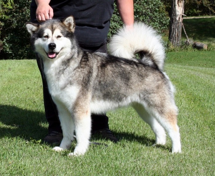 canadian eskimo