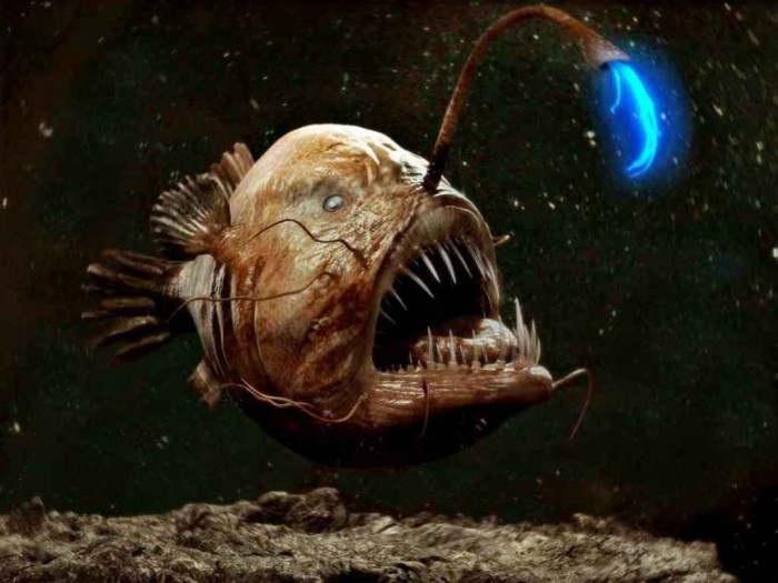 drawing_of_Anglerfish_Lophiodes_reticulatus