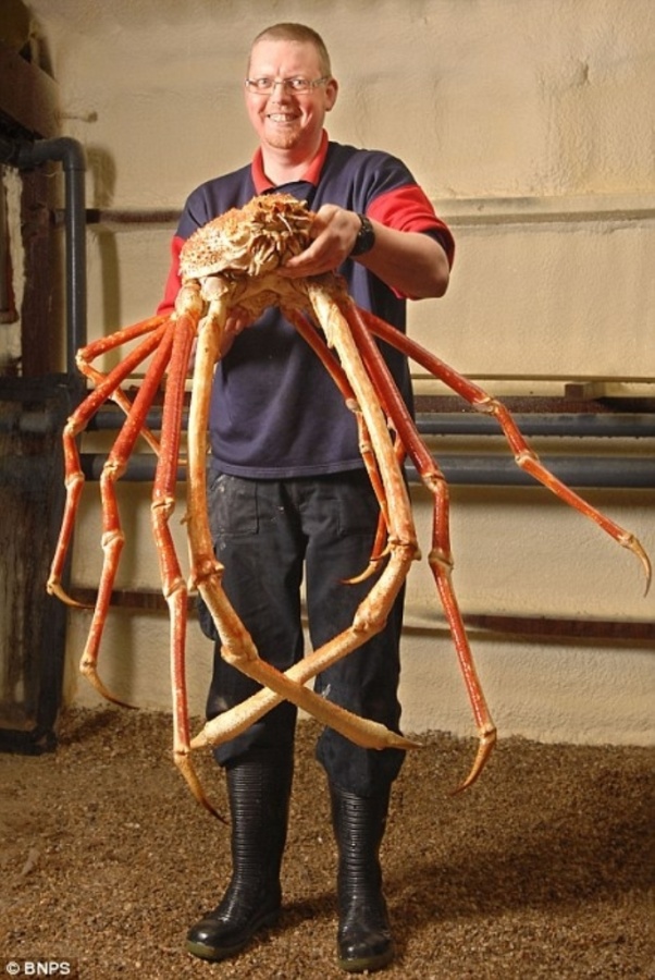 japanese-spider-crab