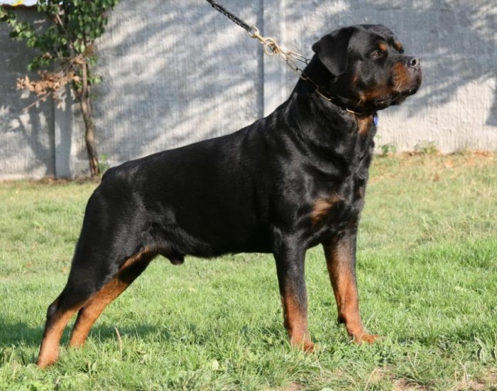rottweiler picture 45 - Rottweiler Picture
