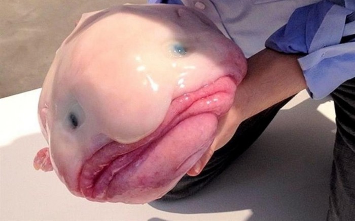 ugliest-animals-worlds-ugliest-blobfish