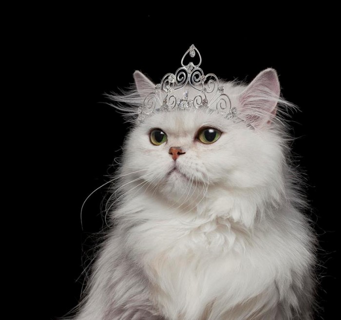 Top 10 Most Expensive Cats