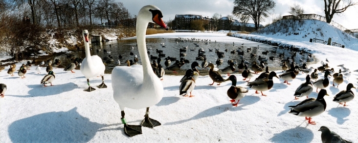 Copenhagen birds-winter-copenhagen-denmark-112101266