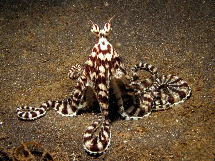 Mimic Octopus 03