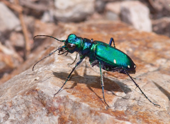 Six-spotted-Tiger-Beetle