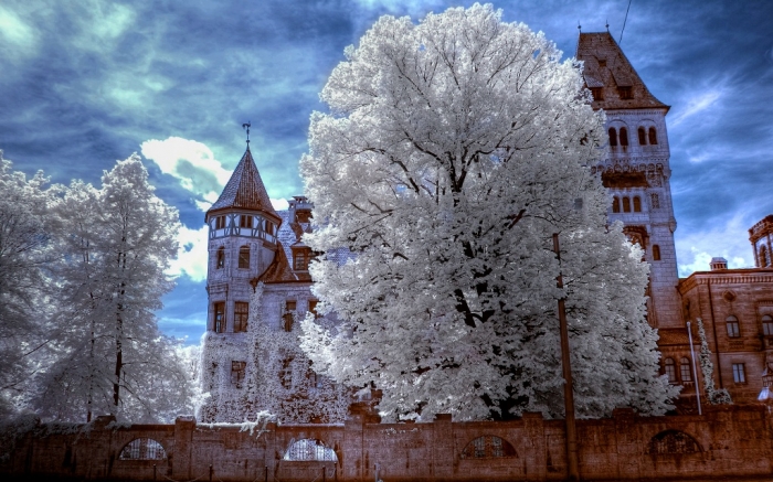 Transylvania  bran-castle-castle-romania-transylvania-dracula-castle-tree-nature