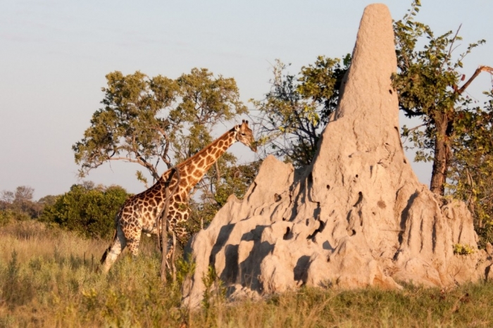 a-giraffe-walks-behand-a-termite-mound-in-the-bushland-of-the-okavango-delta-in-botswana-1600x1066
