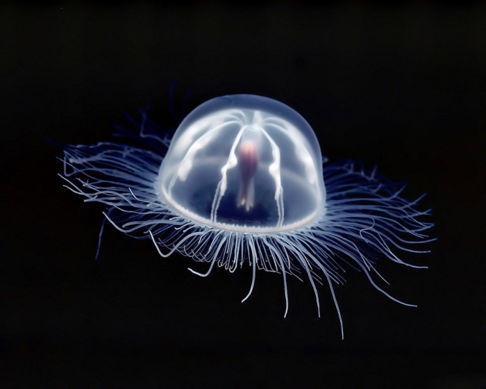 box-jellyfish-underwater