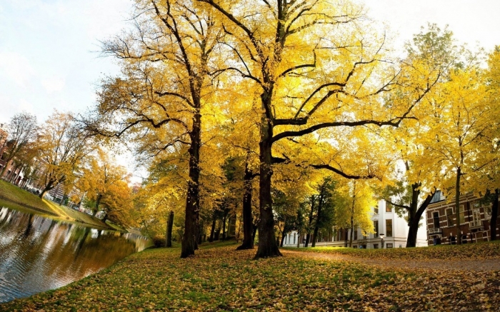Yellow-Trees-Sunny-Autumn-Netherlands-Landscape-