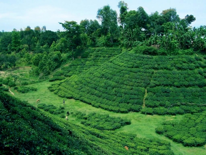 greatest view of tea gardeno of beautiful bangladesh in the hilly area