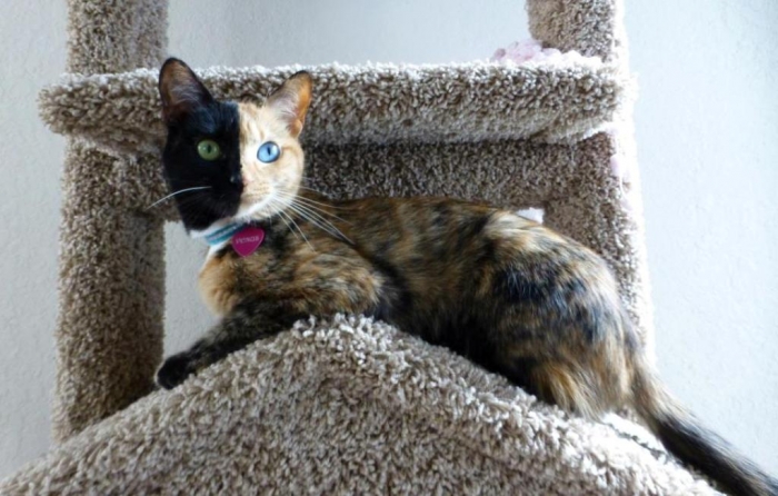 Top 10 Photos of the Most Famous Cat on Earth 1 venus4 Top 10 Photos of the Most Famous Cat on Earth - 1 most famous cat