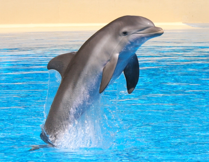 K2-Dolphin-Mirage-Dolphin-Habitat