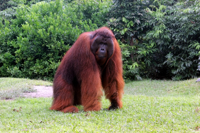 Orangutan-Borneo