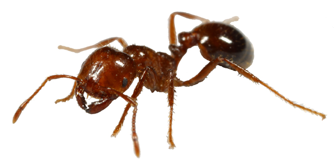 red-ant