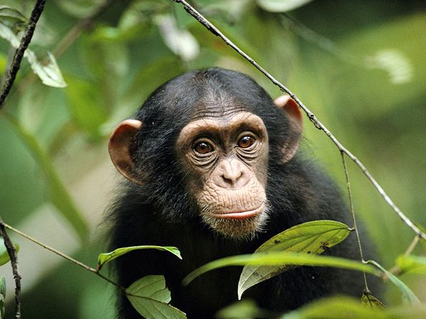 young-chimp_763_600x450