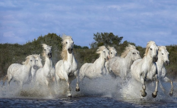 A_herd_of_white_horses_ga