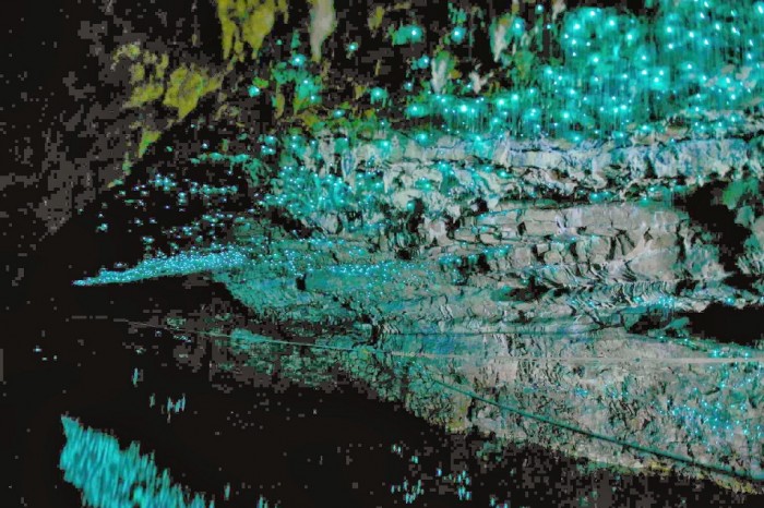 Biolum_waitomo-glowworm-caves-4