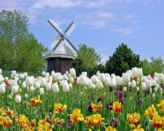 Netherlands holland_tulip_festival_michigan-1280x1024