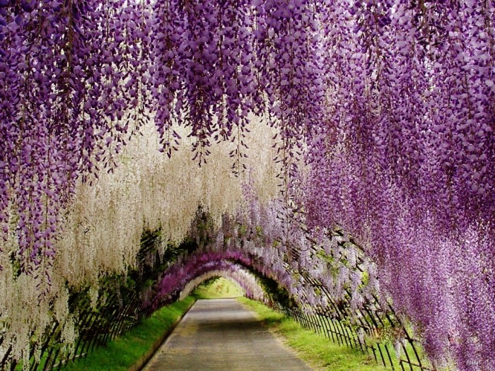 Wisteria Flower Tunnel in Japan.