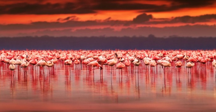 Flamingos, Kenya