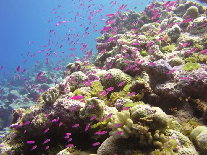Marshall Islands underwater wonders-13a03693-62c1-4513-b960-327410d2bb65