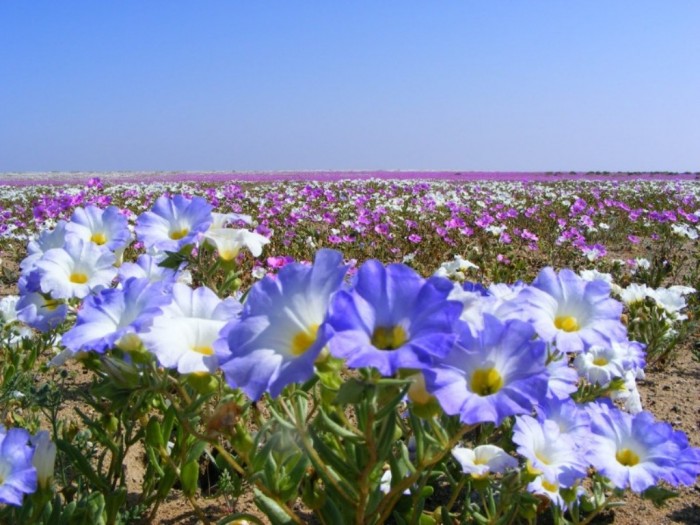 The Flowering Desert, Chile It occurs once every few years