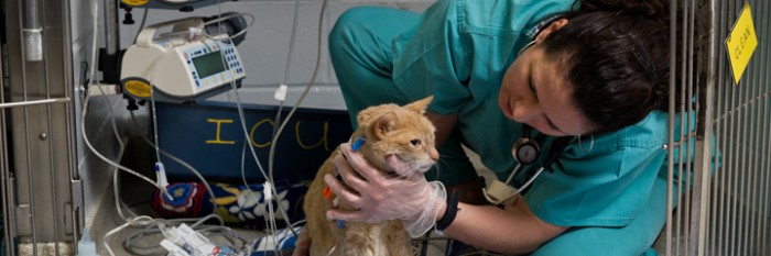Top 10 Best Colleges For Veterinarians In The World