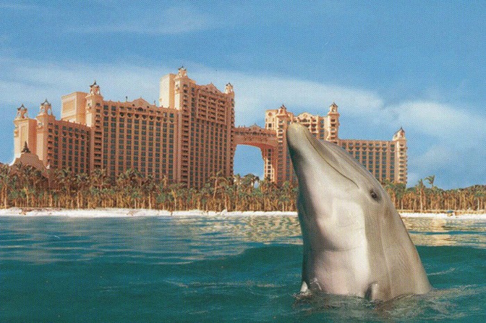 Atlantis_Paradise-Island_Dolphin-Cay