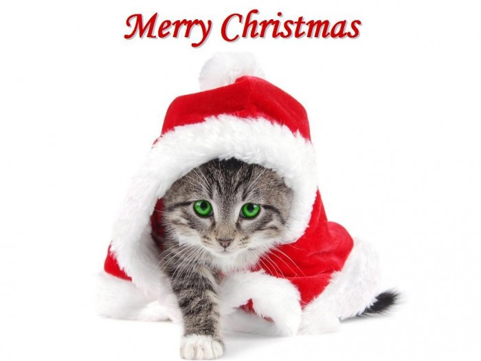 Christmas-Kitten-Wallpaper