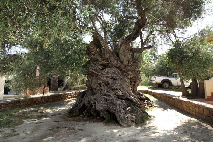 Olive Tree of Vouves