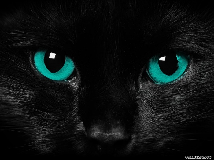 Scary_cat_eyes-1600x1200