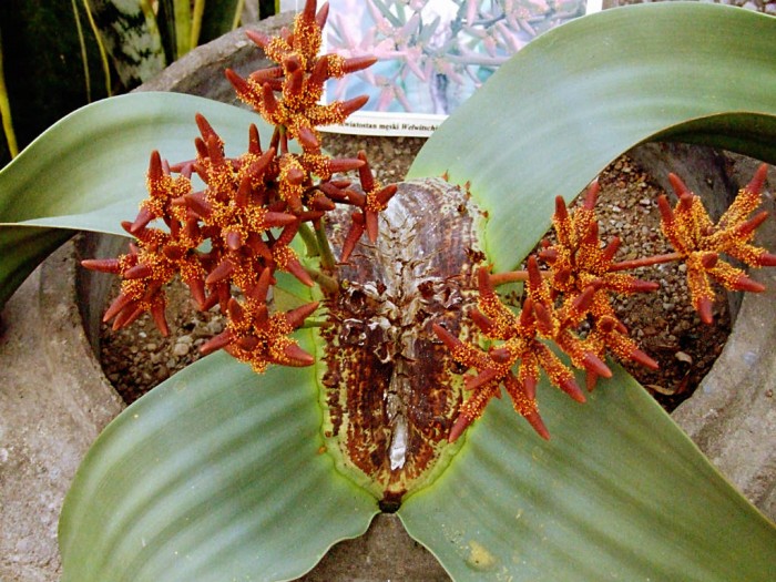 Welwitschia-mirabilis-male