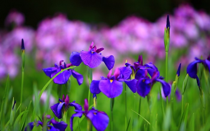 iris-flower-658-2