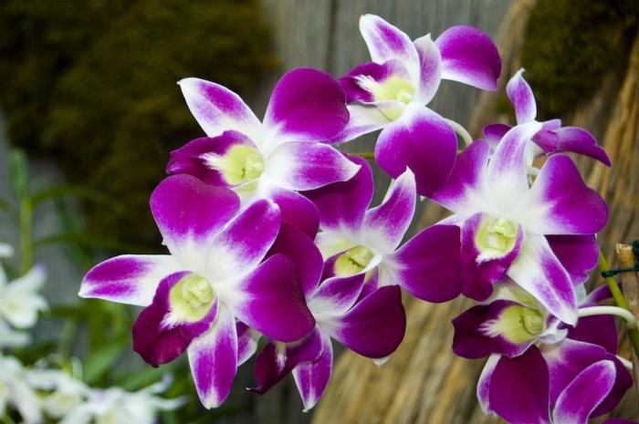 orchid-10