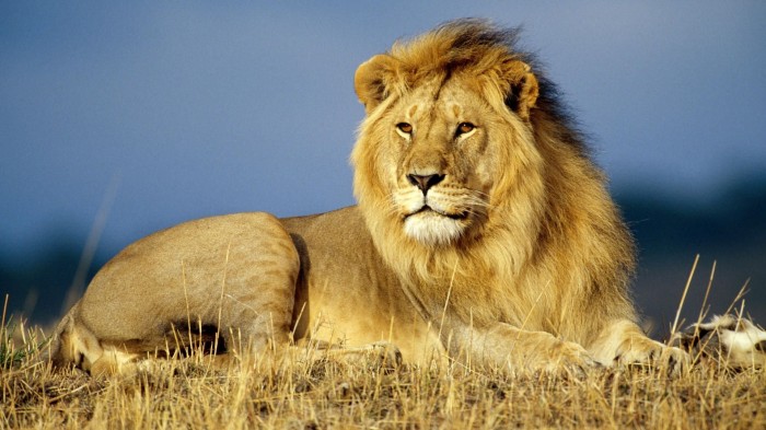 the-best-lion-pictures-7