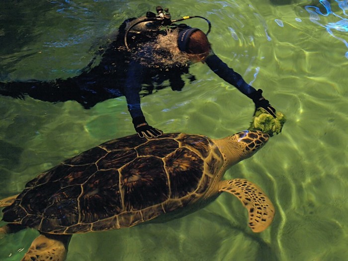 Aquarium-Turtle-Baltimore-Maryland