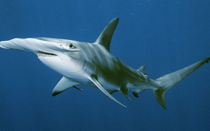 - Hammerhead Shark